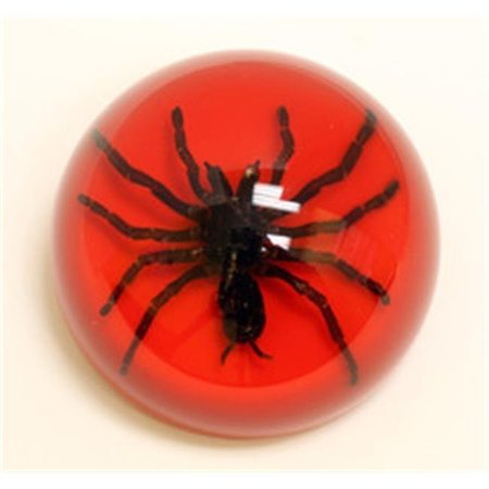 ED SPELDY EAST Ed Speldy East SS108 Large Dome Paper Weight with Real Tarantula in Acrylic Red Background SS108
